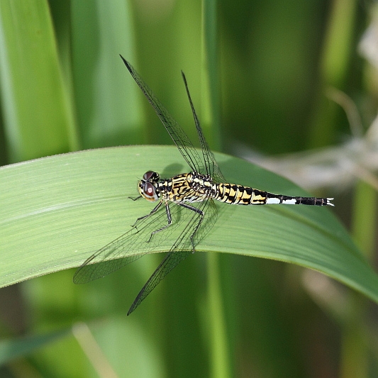 J01_2052 Acisoma panorpoides.JPG